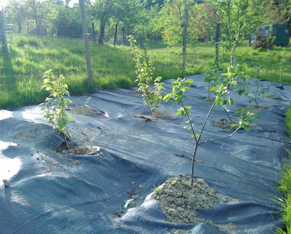 Apple-coppice-May-2018 Apple Coppice